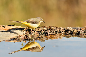 lavandera cascadeña (Motacilla cinerea) reflejada en el agua del estanque	
