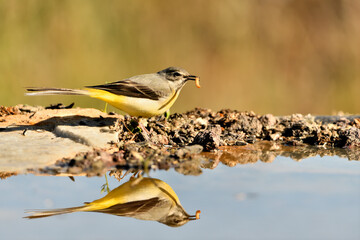 lavandera cascadeña (Motacilla cinerea) reflejada en el agua del estanque	
