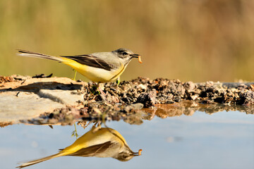 lavandera cascadeña (Motacilla cinerea) reflejada en el agua del estanque	
