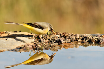 lavandera cascadeña (Motacilla cinerea) reflejada en el agua del estanque	
