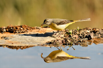 lavandera cascadeña (Motacilla cinerea) reflejada en el agua del estanque	

