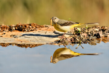 lavandera cascadeña (Motacilla cinerea) reflejada en el agua del estanque	
