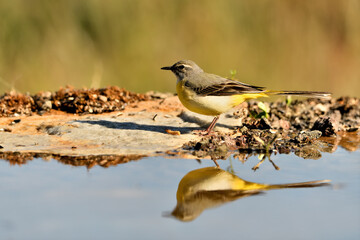 lavandera cascadeña (Motacilla cinerea) reflejada en el agua del estanque	
