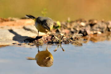 lavandera cascadeña (Motacilla cinerea) reflejada en el agua del estanque	
