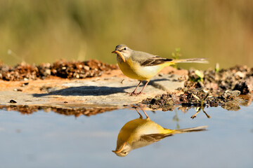 lavandera cascadeña (Motacilla cinerea) reflejada en el agua del estanque	
