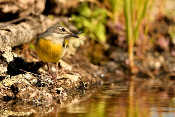 lavandera cascadeña (Motacilla cinerea) reflejada en el agua del estanque	
