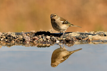 pinzón vulgar (Fringilla coelebs) bebiendo agua en el estanque	