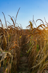 Yellow ripe corn on stalks for harvest in agricultural cultivated field for animal fodder