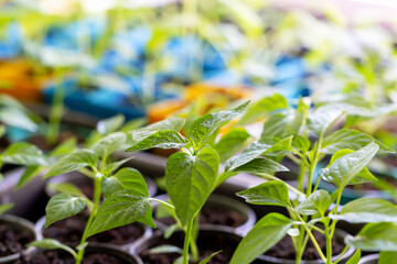 Fresh beautiful seedlings in pots after spraying in drops of water under lighting. Young green sprout. New harvest. Locally grown. Selective focus, defocus