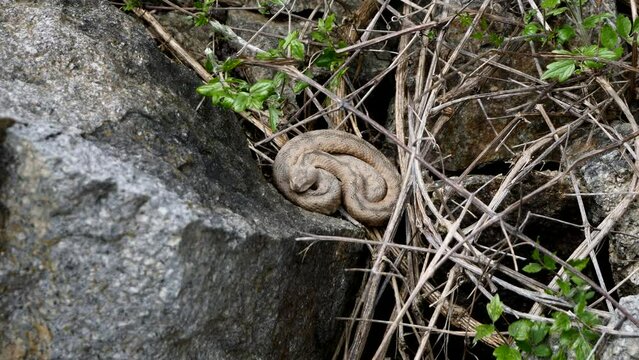 Nose-Horned Viper male in natural habitat (Vipera ammodytes)