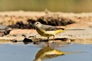lavandera cascadeña (Motacilla cinerea) posada en el borde del estanque 