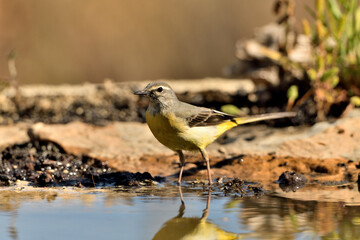 lavandera cascadeña (Motacilla cinerea) posada en el borde del estanque 