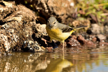 lavandera cascadeña (Motacilla cinerea) posada en el borde del estanque 