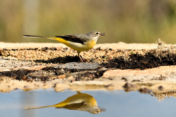 lavandera cascadeña (Motacilla cinerea) reflejada en el agua del estanque	
