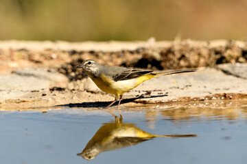 lavandera cascadeña (Motacilla cinerea) reflejada en el agua del estanque	
