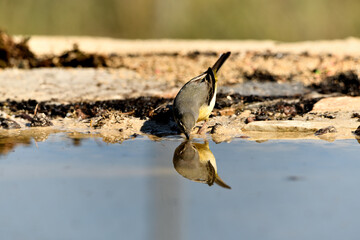lavandera cascadeña (Motacilla cinerea) reflejada en el agua del estanque	
