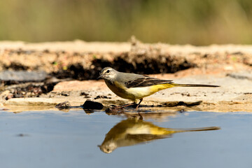 lavandera cascadeña (Motacilla cinerea) reflejada en el agua del estanque	
