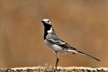 Fototapeta premium lavandera blanca​ o aguzanieves en el estanque del parque (Motacilla alba). Marbella Andalucía España