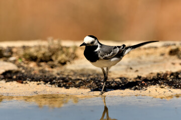 lavandera blanca​ o aguzanieves en el estanque del parque (Motacilla alba). Marbella Andalucía España