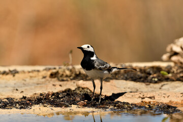 lavandera blanca​ o aguzanieves en el estanque del parque (Motacilla alba). Marbella Andalucía España