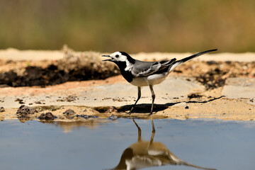 lavandera blanca​ o aguzanieves en el estanque del parque (Motacilla alba). Marbella Andalucía...