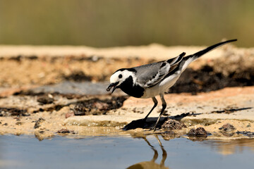 lavandera blanca​ o aguzanieves en el estanque del parque (Motacilla alba). Marbella Andalucía España