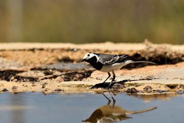 lavandera blanca​ o aguzanieves en el estanque del parque (Motacilla alba). Marbella Andalucía España