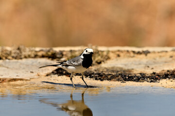lavandera blanca​ o aguzanieves en el estanque del parque (Motacilla alba). Marbella Andalucía España