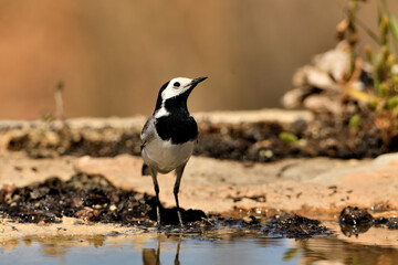 lavandera blanca​ o aguzanieves en el estanque del parque (Motacilla alba). Marbella Andalucía España