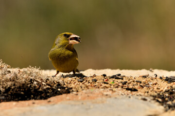 verderón europeo, verderón común, ​ (chloris chloris)​, ave, naturaleza, ornitologia, pajaro cantor, pajaro, fauna, amarilla, animal, pico, emplumar, verde, fringillidae, aviar, verderón, hermoso, árb