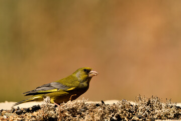 verderón europeo o verderón común (Chloris chloris)​