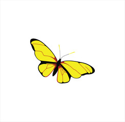 A nice butterfly vector art work.
