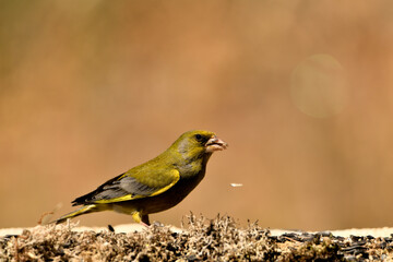 verderón europeo o verderón común (Chloris chloris)​