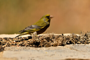 verderón europeo o verderón común (Chloris chloris)​