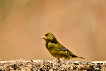 verderón europeo o verderón común (Chloris chloris)​
