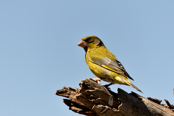 verderón europeo o verderón común (Chloris chloris)​	