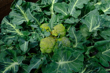 畑で栽培されている無農薬ブロッコリー