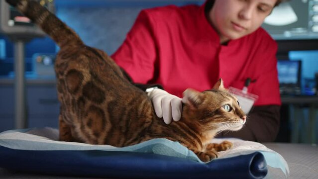 Young male veterinarian is caressing gently purebred adult Bengal cat. The vet wears doctor suit and latex medical gloves. The pet is lying on a diaper. High quality 4k footage