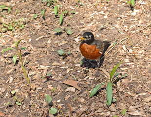 American robin (Turdus migratorius), migratory bird of true thrush genus