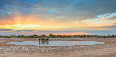 Obraz premium Amazing african elephants at sunset concept - African elephants standing near lake in Etosha National Park, Namibia