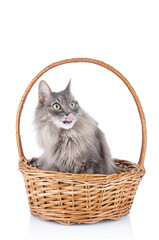 Fototapeta na wymiar Fluffy gray cat in wicker basket on white background