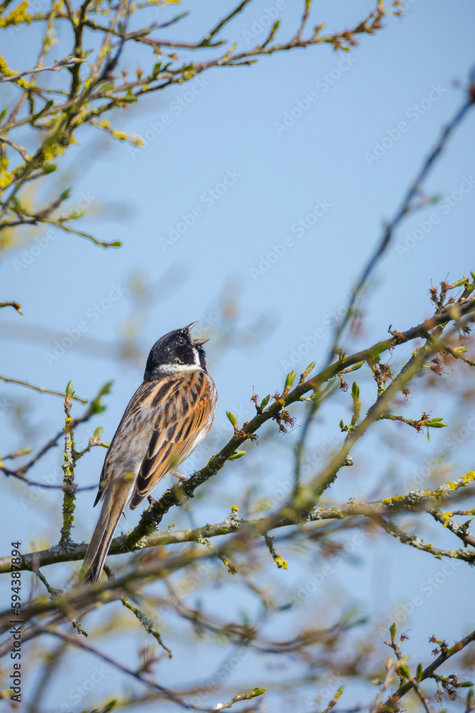 Wall mural Common reed bunting, Emberiza schoeniclus, male bird singing