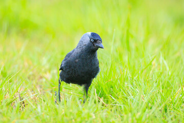 Obraz premium Closeup portrait of a Western Jackdaw bird Coloeus Monedula foraging in grass