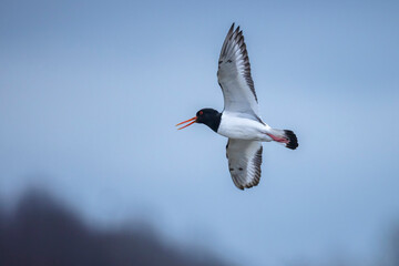 pied oystercatcher, Haematopus ostralegus;  in flight