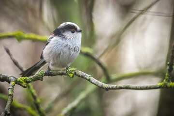 Obraz premium Closeup of a long-tailed tit or long-tailed bushtit, Aegithalos caudatus, bird foraging in a forest
