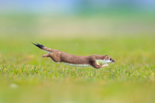Closeup of a Stoat, mustela erminea, running and jumping in a grass field while hunting.