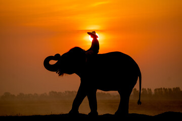 Fototapeta na wymiar Silhouette of mahout man sit on back of big Asian elephant and stand in the field with morning sun on background.