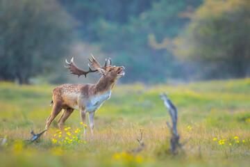 Fallow deer stag, Dama Dama, with big antlers during rutting in Autumn season