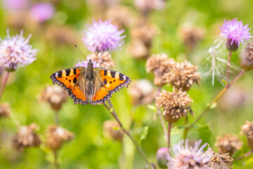 Aglais urticae small tortoiseshell butterfly isolated by nature