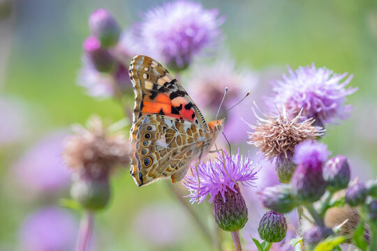 Painted Lady butterfly, vanessa cardu, feeding